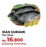 Promo Harga Ikan Gurame - Yogya