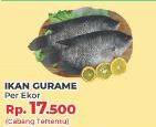 Promo Harga Ikan Gurame - Yogya